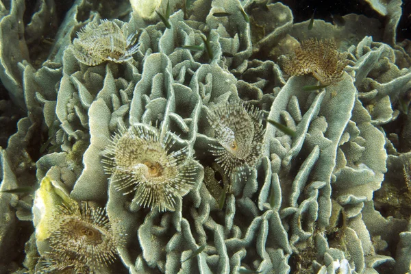 Tube worm — Stock Photo, Image