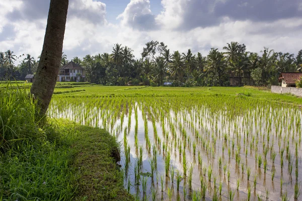 Campo de arroz en Ubud, Bali, Indonesia —  Fotos de Stock