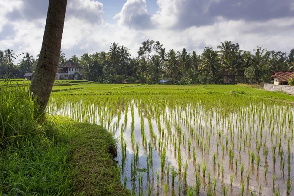 Pola ryżowe w Ubud, Bali, Indonezja — Zdjęcie stockowe