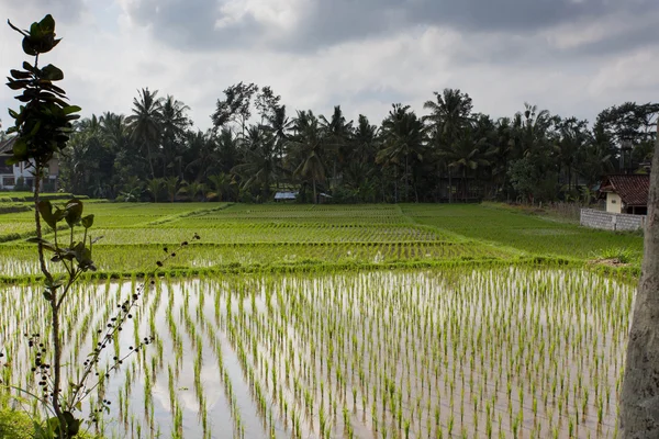 Pola ryżowe w Ubud, Bali, Indonezja — Zdjęcie stockowe