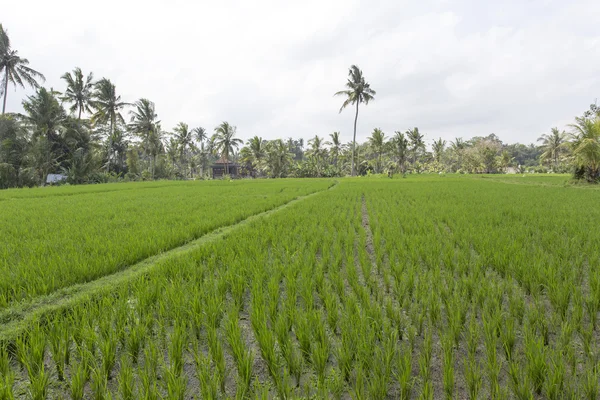 Pola ryżowe w Ubud, Bali, Indonezja — Zdjęcie stockowe