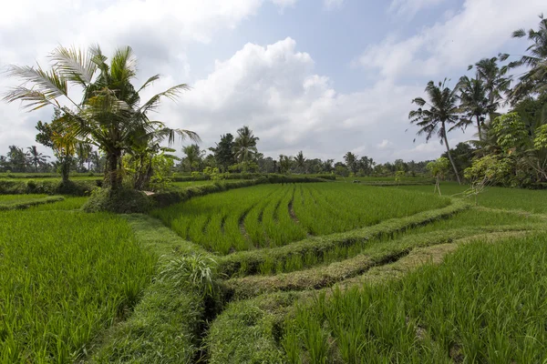 Campo de arroz en Ubud, Bali, Indonesia —  Fotos de Stock