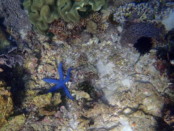 Синяя морская звезда под водой — стоковое фото