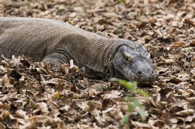 Komodo Adası Ulusal Parkı