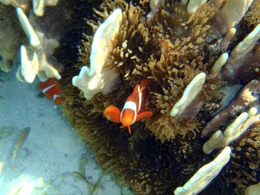 Yeşil anemone Amphiprion ocellaris