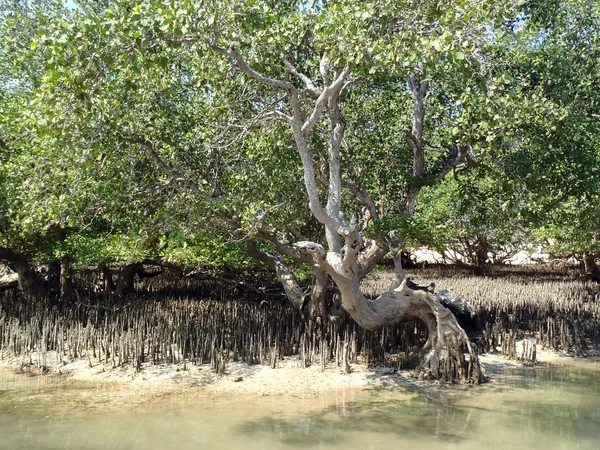 Floresta de mangue — Fotografia de Stock