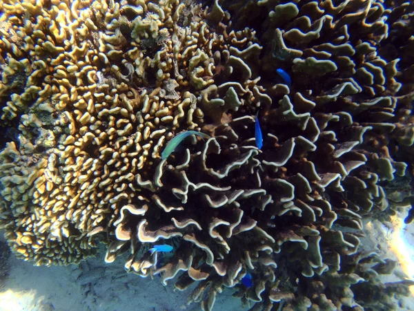 Färgglada undervattenslandskap reef — Stockfoto