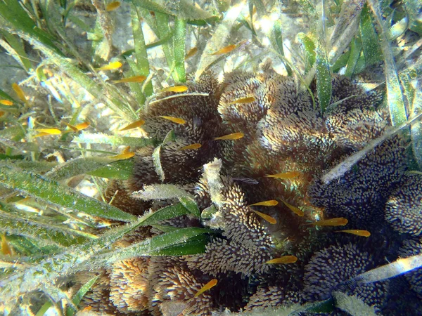 Kleine gele vissen en het koraal rif — Stockfoto