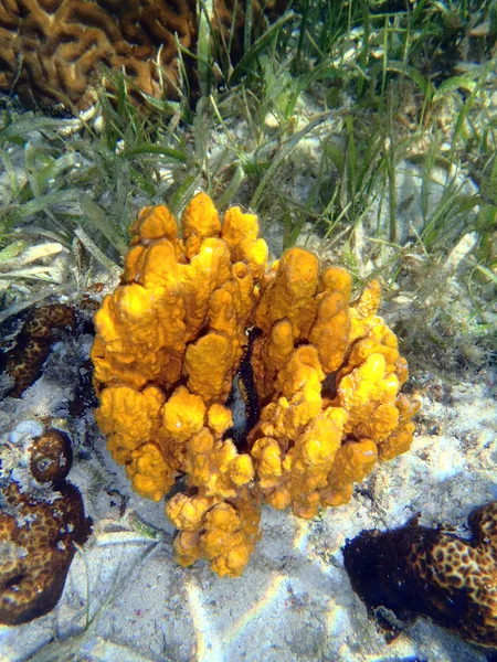 Recife de coral com grande esponja do mar amarelo — Fotografia de Stock