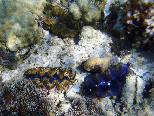 Skupina obřích lamů, Tridacna maxima — Stock fotografie