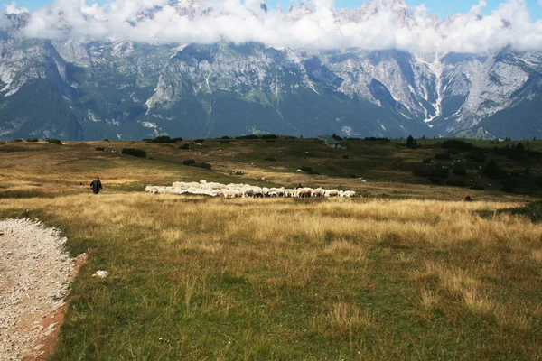 Sheperd bepalen de kudde grazend over de Brenta — Stockfoto