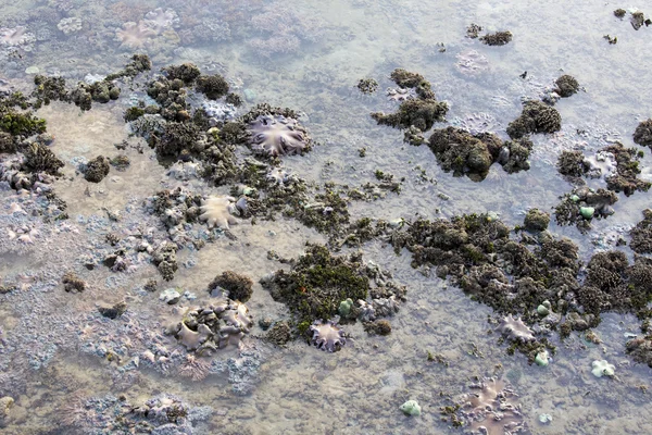 Korálový útes v odlivu — Stock fotografie
