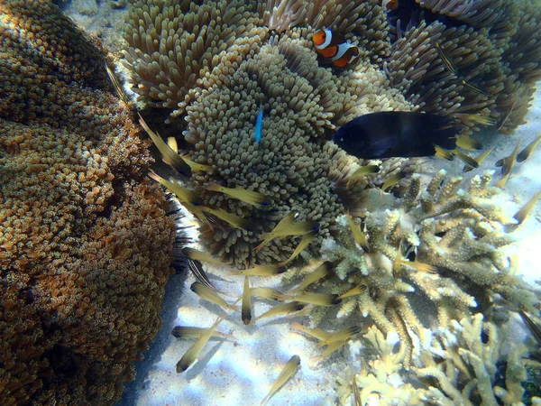 インドネシアのサンゴ礁の魚たち — ストック写真