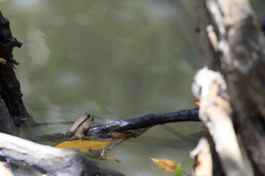 Mavi benekli çamur Kaptan mangrov ormanın t portresi