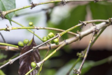 Kahve ağacı ile yakın bırakır