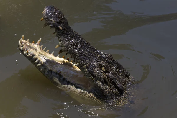 Portret van een waakzame uitziende jonge krokodil — Stockfoto