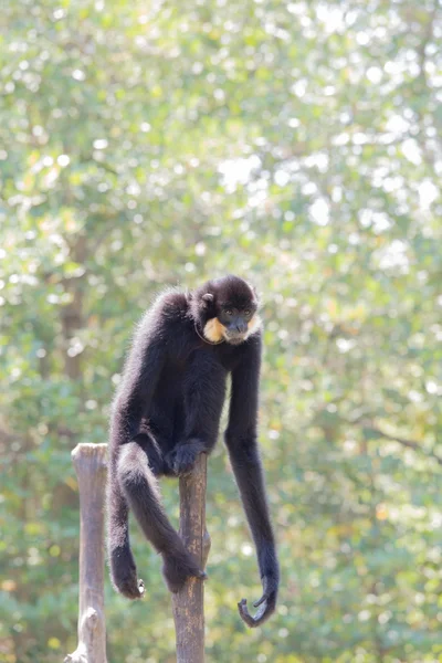 Macaco negro — Foto de Stock