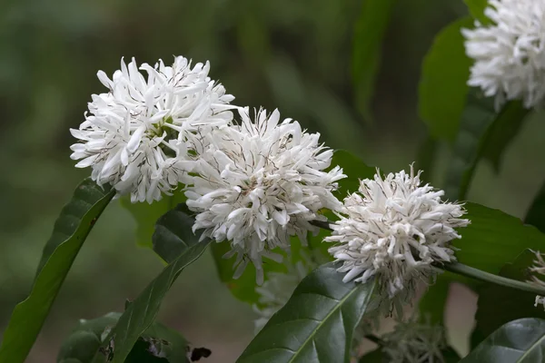 Coffe drzewa liście i białe kwiaty z bliska — Zdjęcie stockowe