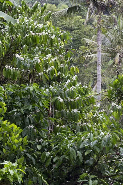 Coffe árbol con hojas y flores blancas —  Fotos de Stock