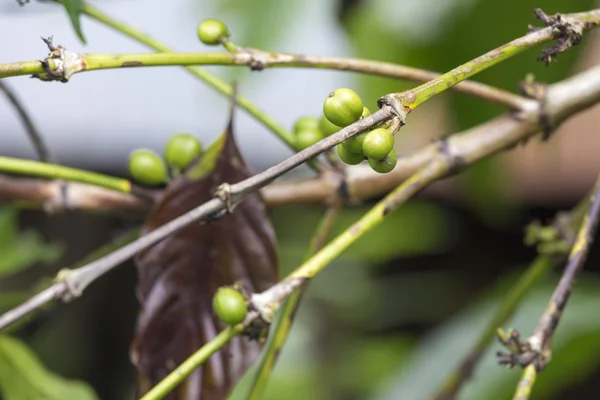 Kaffeebaum mit Blättern aus nächster Nähe — Stockfoto
