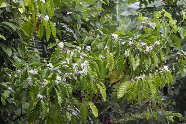 Coffe tree with leaves and white flowers close up — Stock Photo, Image