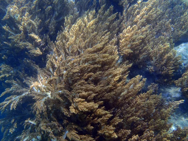 Colorful coral reef at the bottom of tropical sea, underwater — Stock Photo, Image