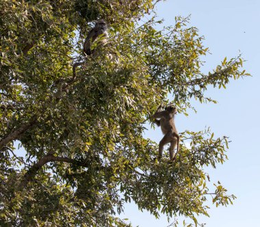 Güney Afrika 'da zeytinli babunların fotoğrafı.