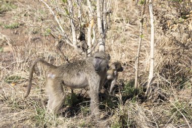 Güney Afrika 'da zeytinli babunların fotoğrafı.