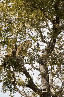 Güney Afrika 'da ağaçtaki leoparın fotoğrafı.