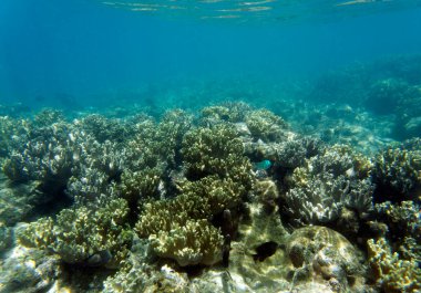 Yeni Kaledonya 'daki resifin yakın görüntüsü