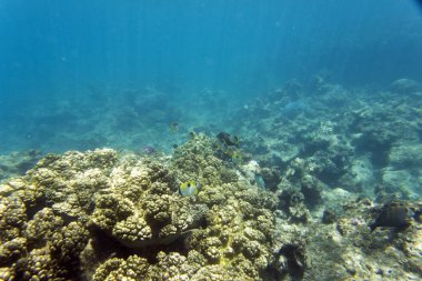 Yeni Kaledonya 'daki resifin yakın görüntüsü