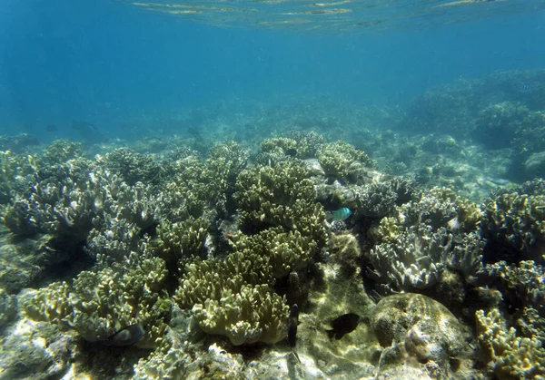 Yeni Kaledonya 'daki resifin yakın görüntüsü