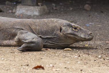 Komodo dragon görünümü