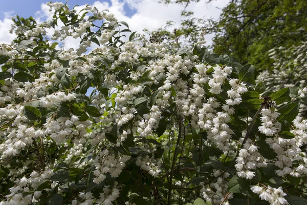 Blumen im Park — Stockfoto