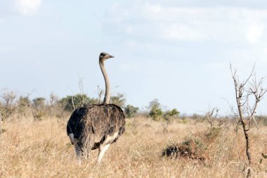 Güney Afrika 'da devekuşu manzarası