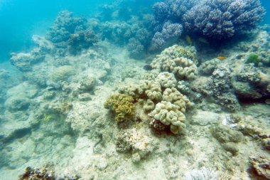 Yeni Kaledonya 'daki mercan resifinin güzel bir manzarası.