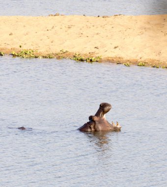 Güney Afrika 'da bir suaygırı fotoğrafı.