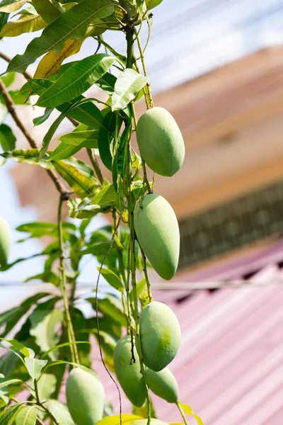 Mango tree rostlina — Stock fotografie