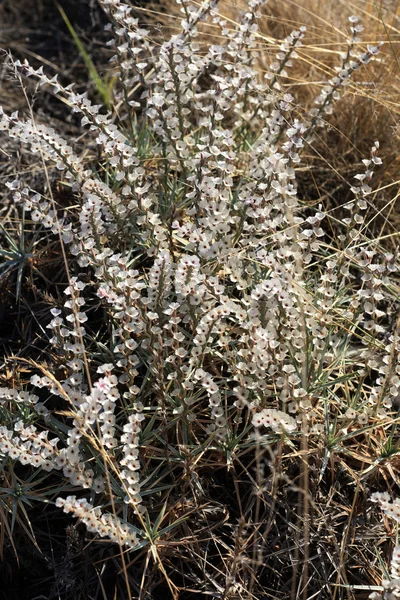 Weiße kleine Blume Feld — Stockfoto