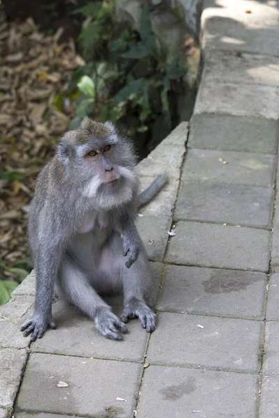 Mono en la isla Bali — Foto de Stock