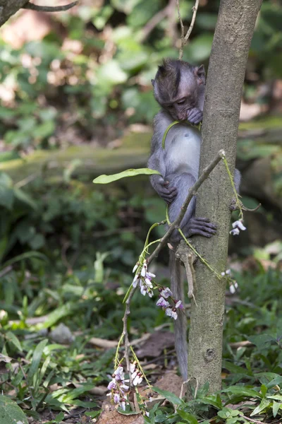 バリ島の猿 — ストック写真