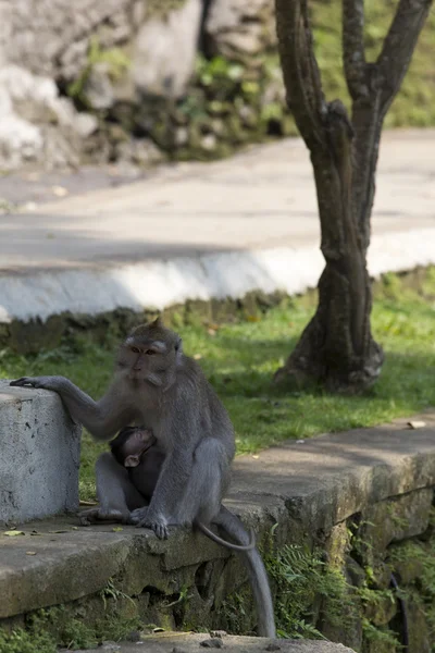 Mono en la isla Bali —  Fotos de Stock