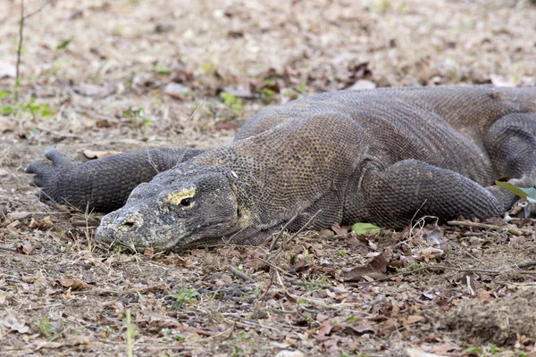 Komodo Dragon fotoğraf — Stok fotoğraf