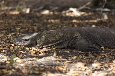Komodo Dragon bir parkta