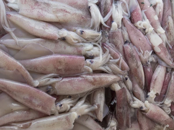 Calamar fresco en el mercado fresco Tailandia —  Fotos de Stock
