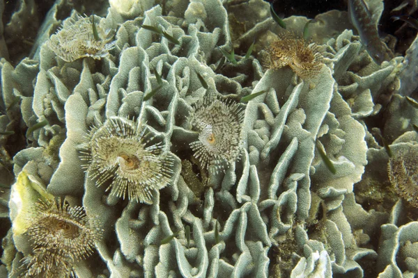 Corals in shallow waters — Stock Photo, Image