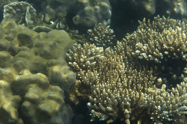 Korallen in flachen Gewässern — Stockfoto