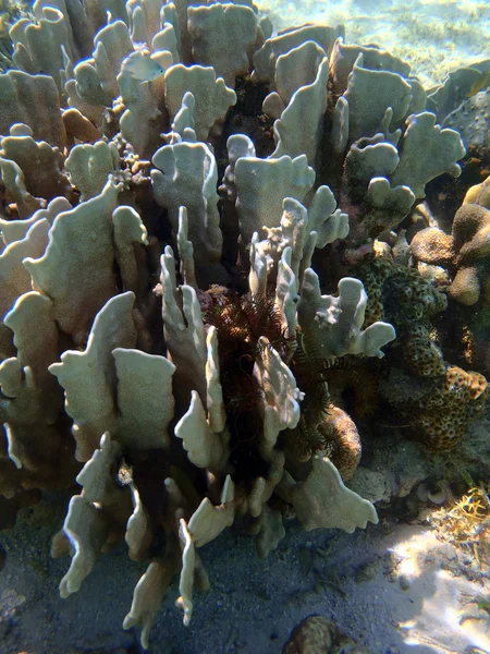 Coraux en eaux peu profondes — Photo