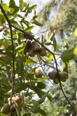 Rose elma, Chom-poo, egzotik meyve Tayland, Asya