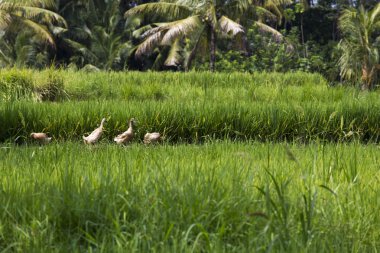 Çeltik Ubud, Bali, gagalamayı ördekler. 